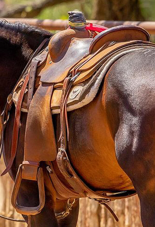 Cactus Saddlery Official saddle of the PRCA